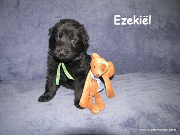 Ezekiël, zwarte ODH reu, 4 weken jong